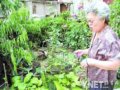 居民自建小花園莫名遭破壞物業還在調查中(圖)