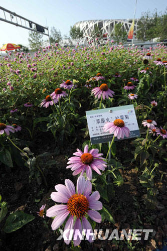 松果菊