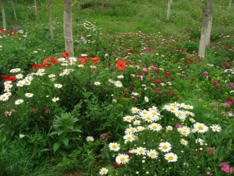 野花組合應(yīng)用實(shí)例 - 植物景觀賞析