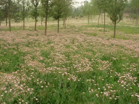 野花組合應(yīng)用實(shí)例 - 植物景觀賞析