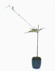 1截取一段翠竹作為主枝，竹枝高度約為花器高度的3倍，并將其插入花泥中心偏后的位置。
