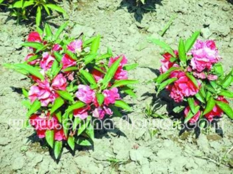 離子注入技術(shù)生產(chǎn)的鳳仙花