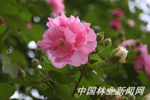 艷麗多彩的木芙蓉