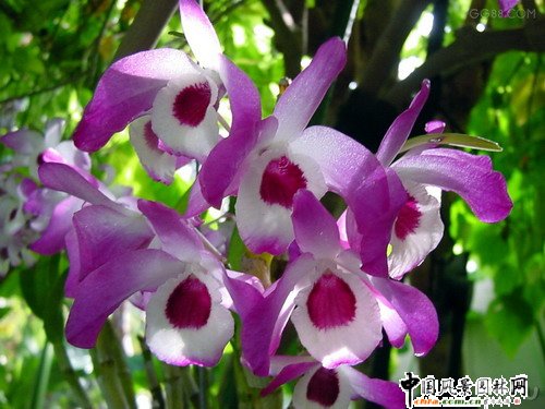 石斛蘭(圖)