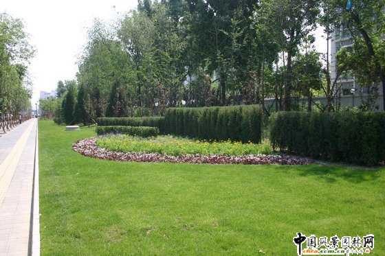 2008社會(huì)精品工程之北京清華東路道路綠化工程