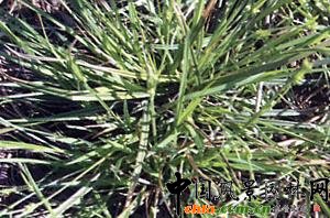 2008年北京市林木良種??‘國科’澇峪苔草簡介