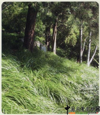 2008年北京市林木良種??‘國科’澇峪苔草簡介