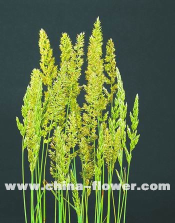 多年生觀賞草新品種介紹(組圖)藍綠發草
