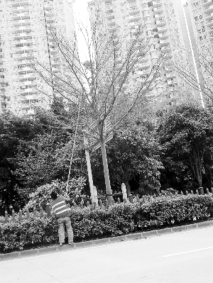 “捅鳥窩，這怎么行？”