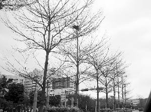 “捅鳥窩，這怎么行？”