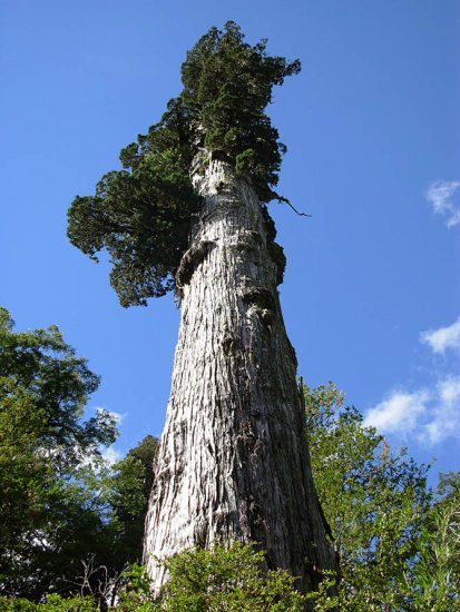 山達木樹