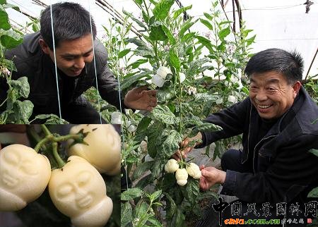 陜西首家引種“人參果”在大荔縣栽植成功