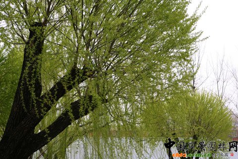 治理楊柳飛絮