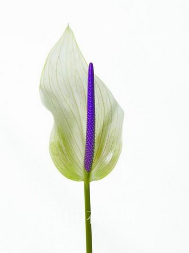 紅掌切花‘魯米亞’(圖)