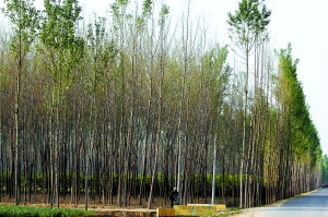 北京：房山區(qū)白蛾肆虐啃壞百畝樹(shù)林 村民束手無(wú)策