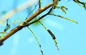 北京：房山區(qū)白蛾肆虐啃壞百畝樹(shù)林 村民束手無(wú)策