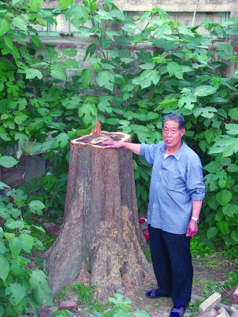 山東最大水杉遭破門鋸殺 誰對珍貴樹木下黑手？