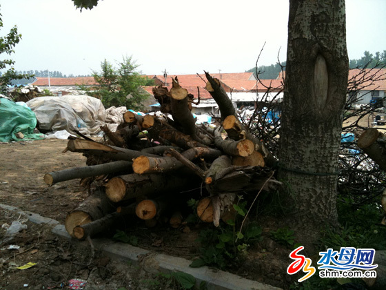 煙臺數百樹木遭莫名“屠戮” 有人砍樹無人管