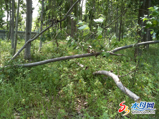 煙臺數百樹木遭莫名“屠戮” 有人砍樹無人管
