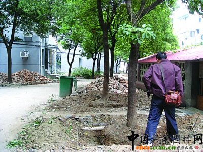 南京：小區出新居民投訴有人趁機盜賣樹木