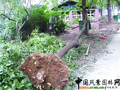 南京：小區出新居民投訴有人趁機盜賣樹木