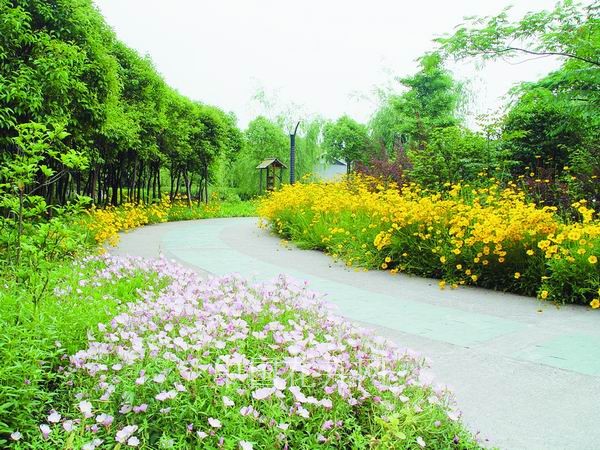 金雞菊 月見(jiàn)草 公園