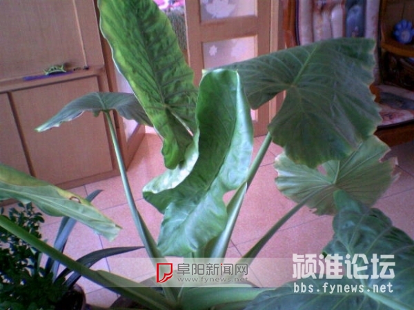 中國風(fēng)景園林網(wǎng) 植物