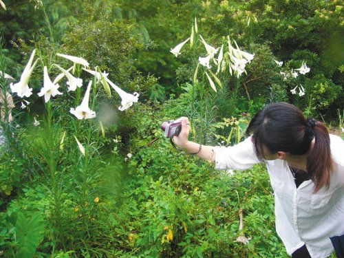 百合 臺(tái)灣 花卉