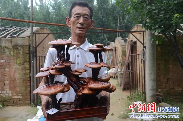 寧陽(yáng)鶴山鄉(xiāng)民間藝人崔文彥20年研究傳承“靈芝盆景”手藝