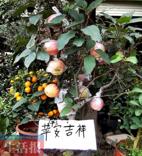 商家擺賣的盆栽“蘋果樹”樹高僅1米左右，果實累累