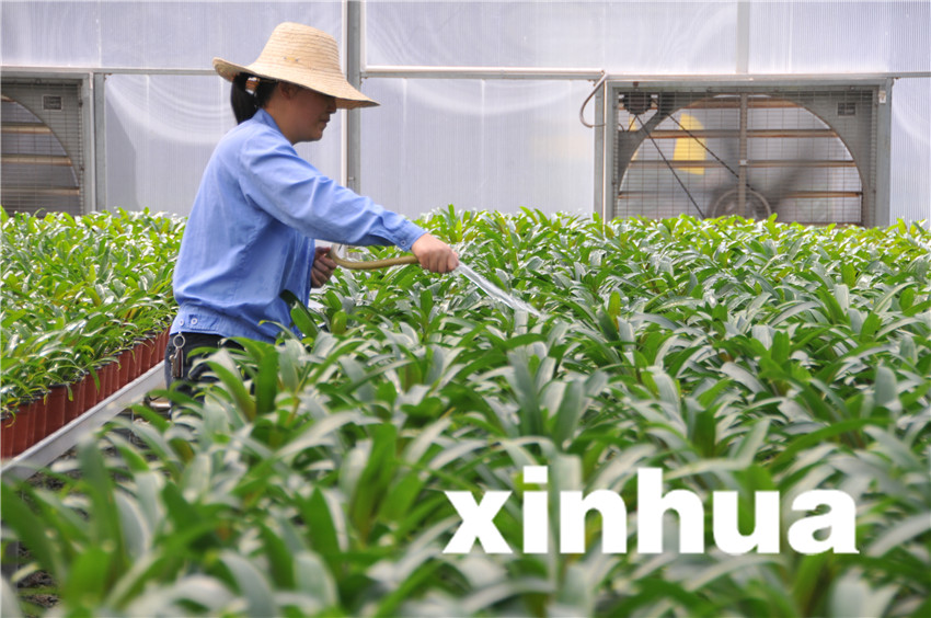8月19日，三峽苗圃研究中心育苗蔭棚中，工作人員對(duì)中心引種的植物進(jìn)行灌溉。