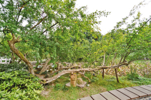 鄭和公園紫藤今年600歲有望成為國(guó)家一級(jí)古樹名木