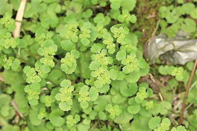 溫州植物庫(kù)再添新成員 烏巖嶺發(fā)現(xiàn)“日本金腰”