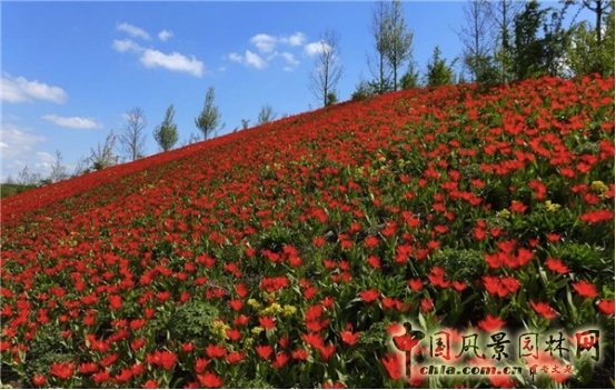 James Hitehmough：發(fā)展可持續(xù)城市的植物群落