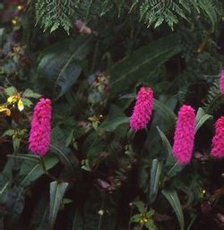 【趣聞】植物也能“識親認(rèn)故”