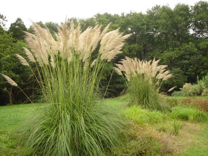 【趣聞】植物也能“識親認(rèn)故”