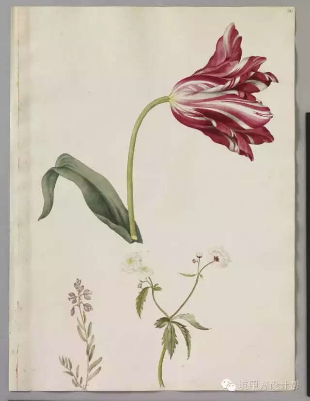 離不開(kāi)花園的英國(guó)人