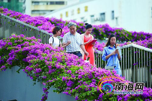 ?？凇白蠲捞鞓颉遍_滿三角梅花