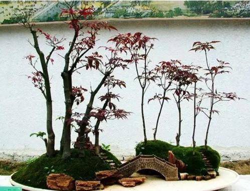 盆景七大類，你都知道嗎？