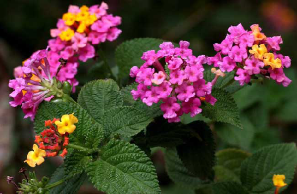 植物抗蟲(chóng)性：打造最完美的“防御措施”