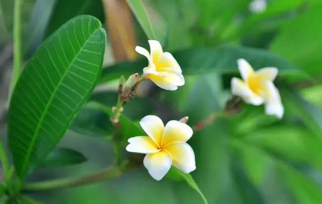 這些以“雞”為名的植物你認(rèn)識幾個？