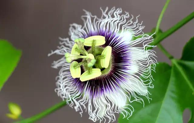 這些以“雞”為名的植物你認(rèn)識幾個？