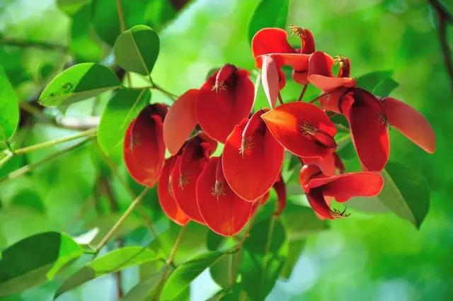 這些以“雞”為名的植物你認(rèn)識幾個？
