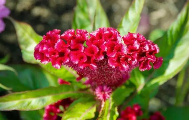 這些以“雞”為名的植物你認(rèn)識幾個？