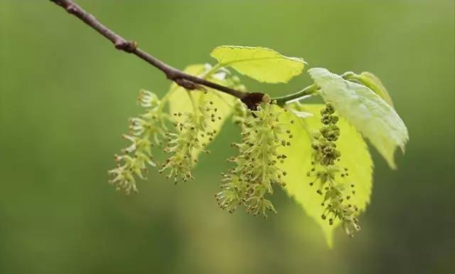 這些以“雞”為名的植物你認(rèn)識(shí)幾個(gè)？