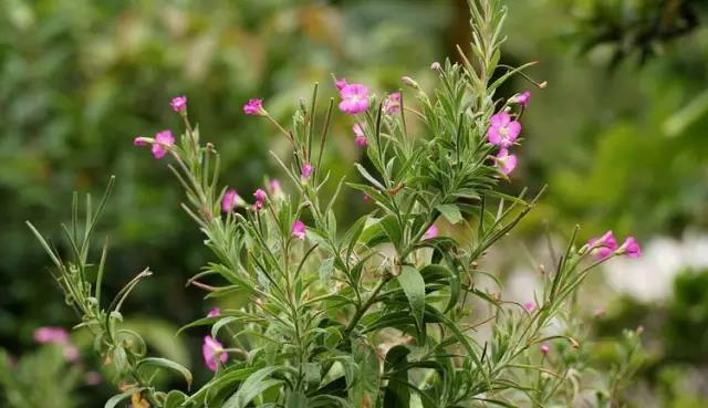 這些以“雞”為名的植物你認(rèn)識(shí)幾個(gè)？