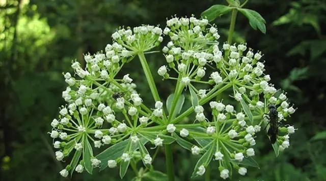 這些以“雞”為名的植物你認(rèn)識(shí)幾個(gè)？