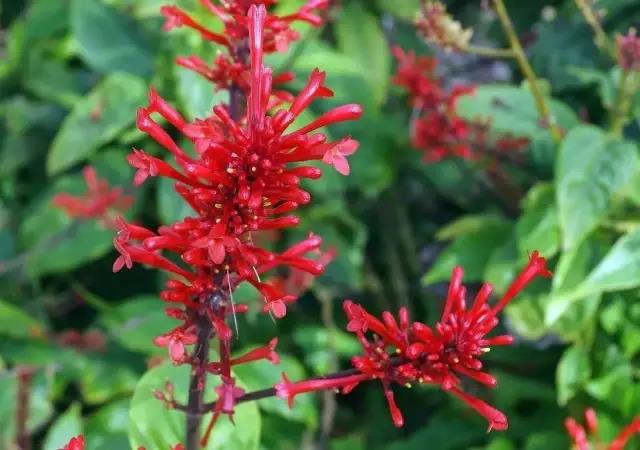 這些以“雞”為名的植物你認(rèn)識(shí)幾個(gè)？