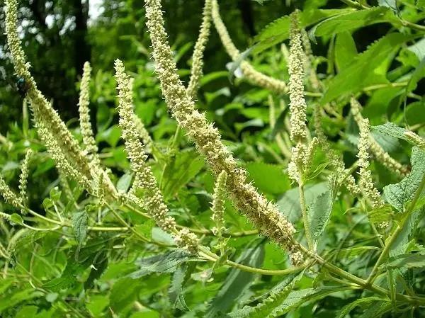 這些以“雞”為名的植物你認(rèn)識(shí)幾個(gè)？