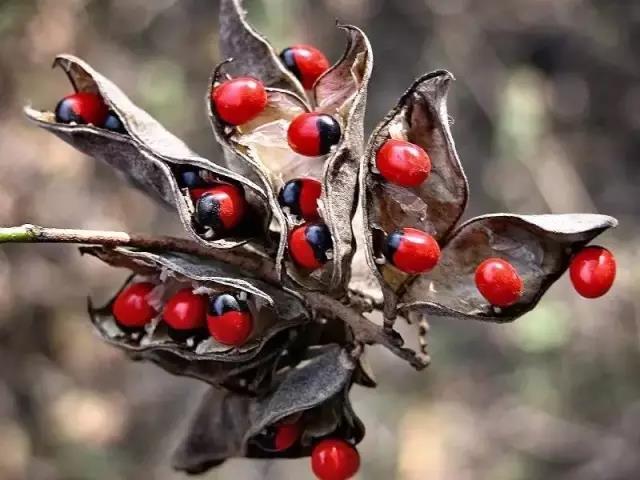 這些以“雞”為名的植物你認(rèn)識(shí)幾個(gè)？